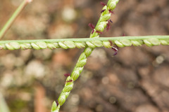 Paspalum pilosum