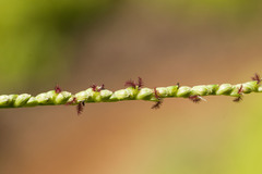 Paspalum pilosum