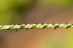 Paspalum pilosum