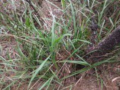 Paspalum pilosum