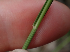 Aristida vagans