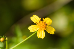 Bidens sandvicensis