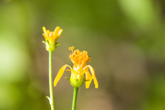 Bidens sandvicensis