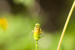 Bidens sandvicensis