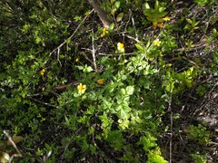 Bidens sandvicensis