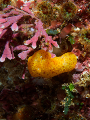 Carminodoris