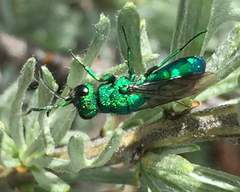 Chrysura