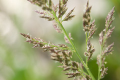 Eragrostis variabilis
