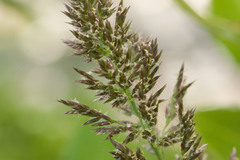 Eragrostis variabilis