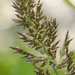 Eragrostis variabilis - Photo (c) Kevin Faccenda, algunos derechos reservados (CC BY), subido por Kevin Faccenda