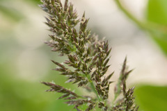Eragrostis variabilis