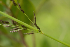 Eragrostis variabilis
