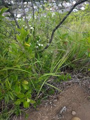 Eragrostis variabilis