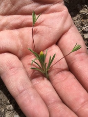 Rigiopappus leptocladus