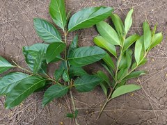 Citharexylum spinosum