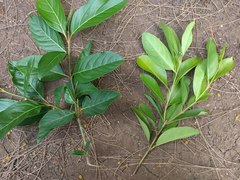 Citharexylum spinosum