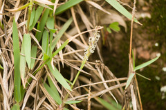 Zoysia matrella