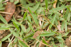 Zoysia matrella