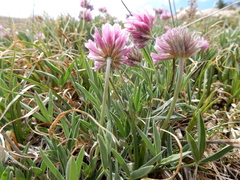 Trifolium attenuatum