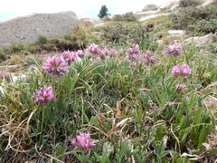 Trifolium attenuatum