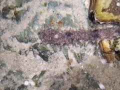 Holothuria impatiens