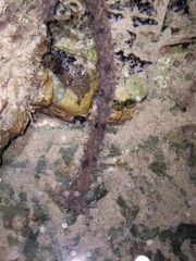 Holothuria impatiens