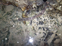 Holothuria impatiens