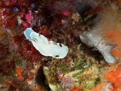 Glossodoris angasi