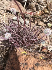 Erigeron bloomeri