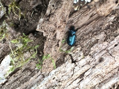 Platycerus caraboides