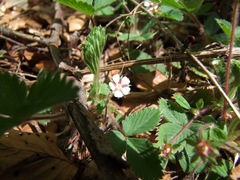 Potentilla micrantha