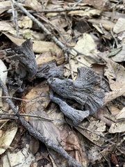 Craterellus atrocinereus