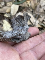 Craterellus atrocinereus