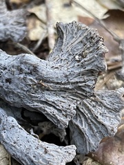 Craterellus atrocinereus