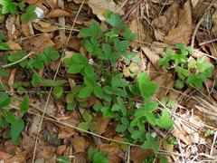 Potentilla micrantha