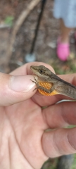 Anolis gaigei