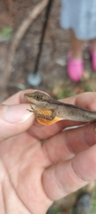 Anolis gaigei
