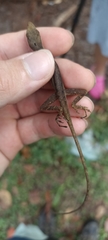 Anolis gaigei