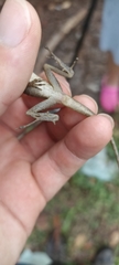 Anolis gaigei