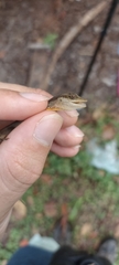 Anolis gaigei