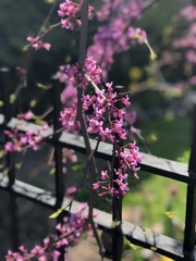 Cercis
