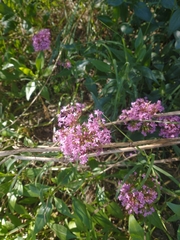 Centranthus ruber