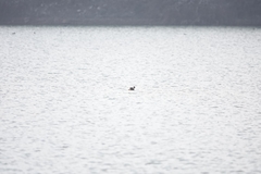 Tachybaptus ruficollis