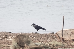Corvus corone