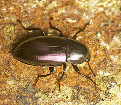 Apterotheca