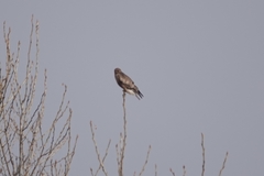 Buteo