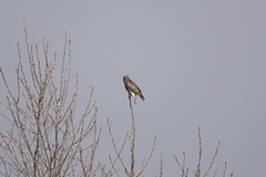 Buteo