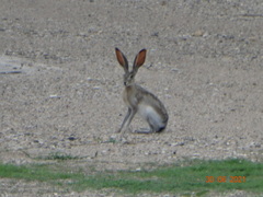 Lepus altamirae