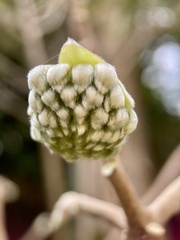 Edgeworthia chrysantha