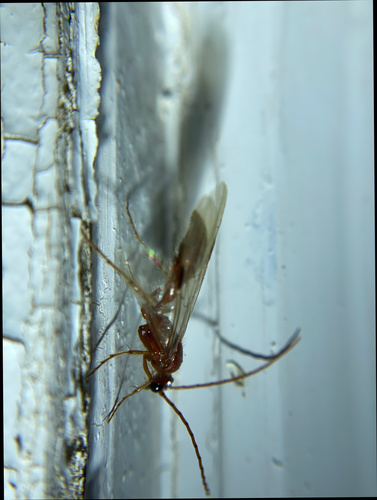 iNaturalist observation photo of Brachycistidinae